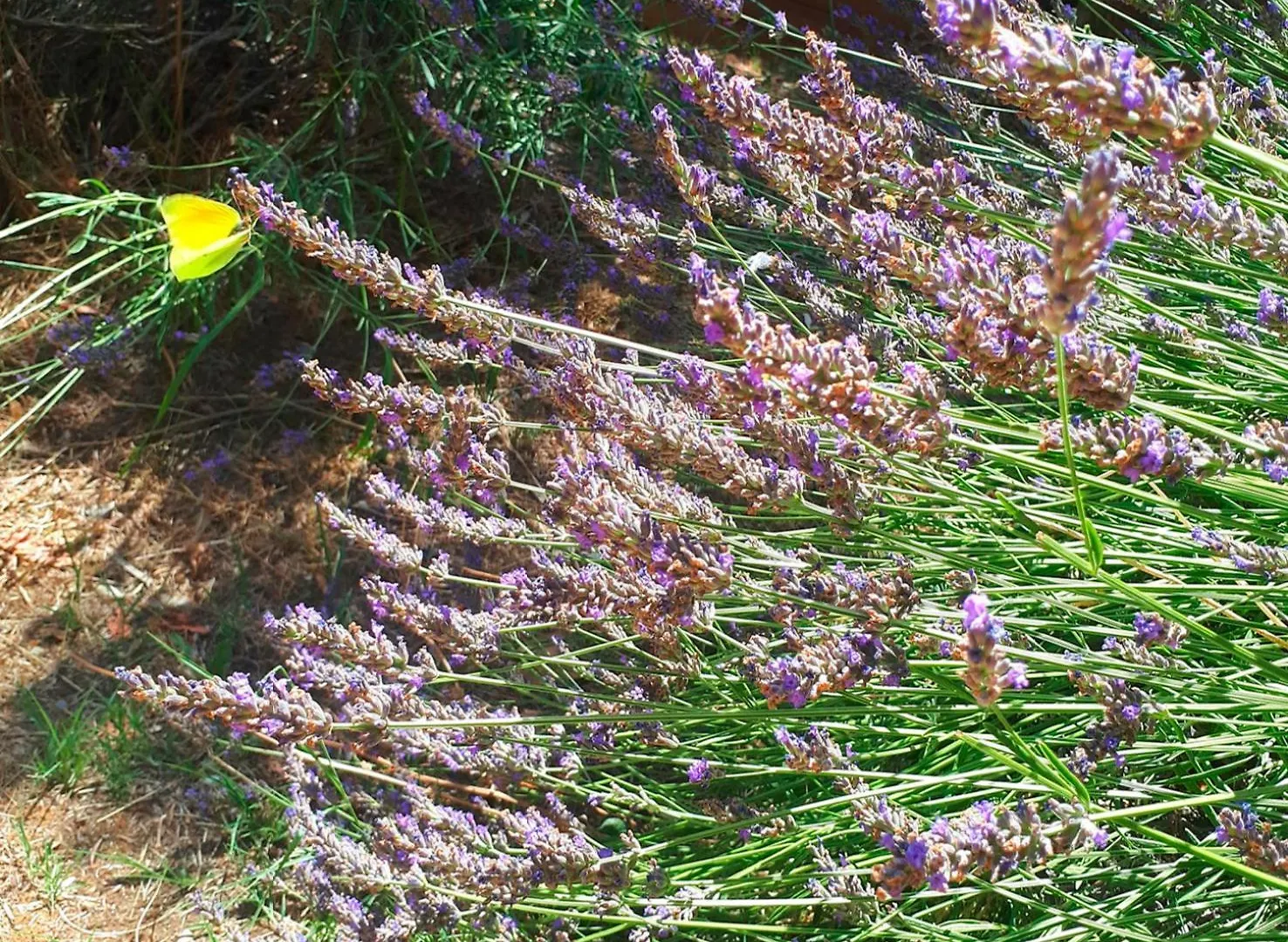 Bed & Breakfast Casa Divina B&B Toscana Yoga Natura Plant Based Lorenzana